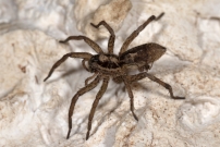 La Lycose tarentuline ou Tarentule radie ou Fausse tarentule ou encore Hogna raye. Une femelle et sa progniture (Araneae - Lycosidae - Hogna radiata)